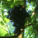 grapes ripe