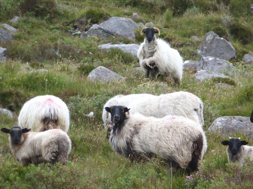 Black-faced mountain sheep, Mayo