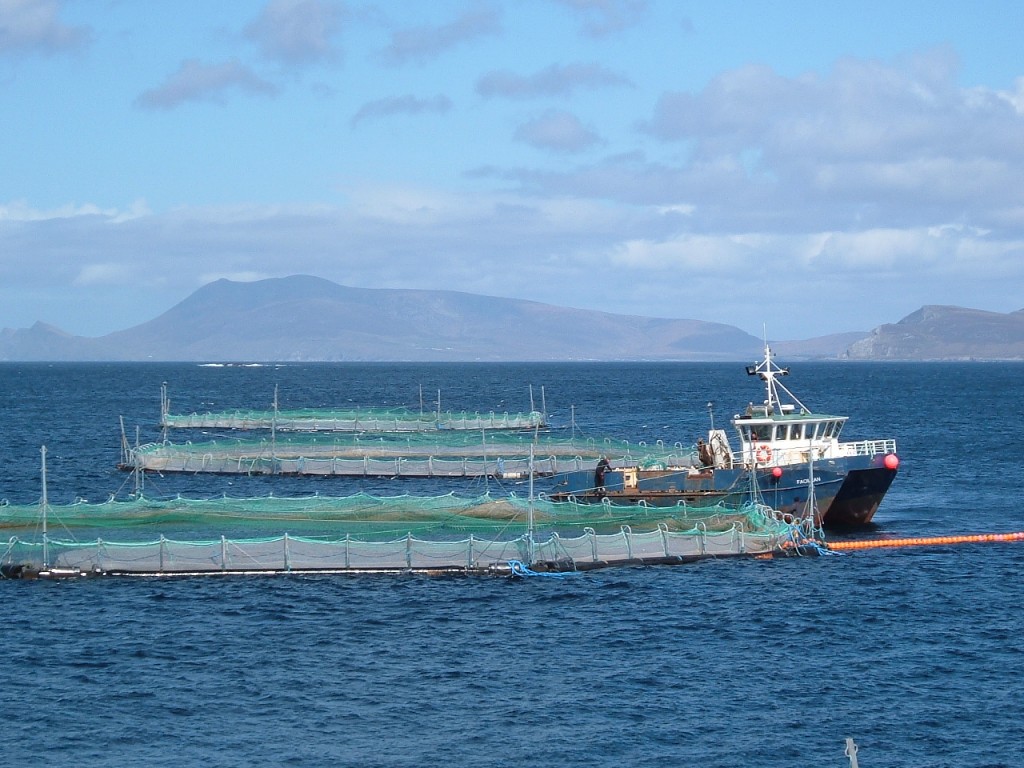 Clare Island Salmon, Clew Bay