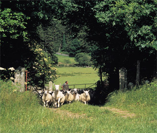 home image
