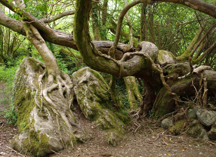 The-Hobbit-TreeLOWRES.jpg