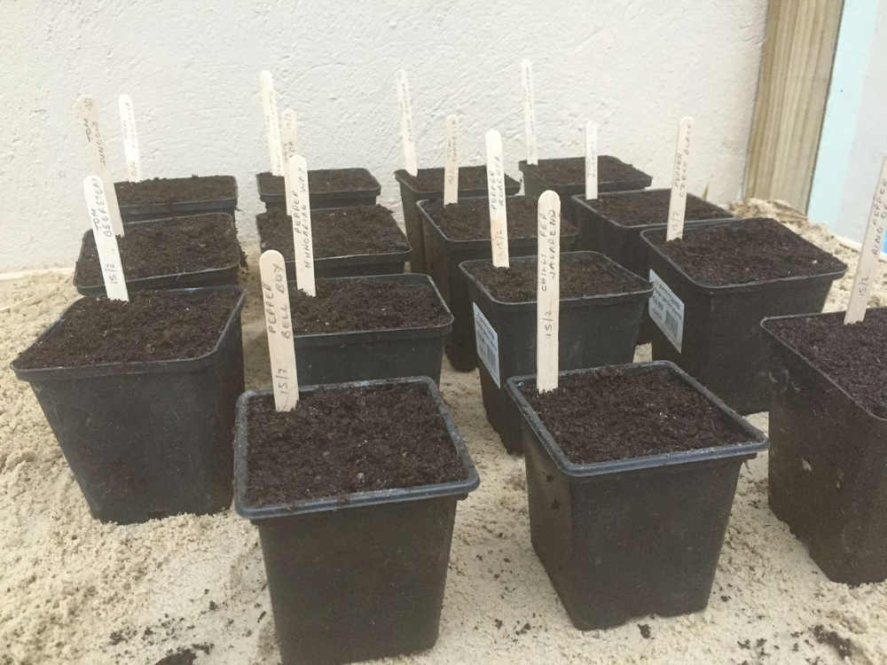 GIY Seed Pots